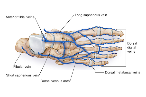 Dorsal Foot Veins How Blood Supply To Dorsum Of The Foot Is Maintained